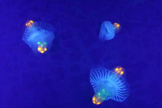 �Q���}�j�E���̖�