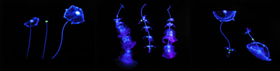 ṼA[gƂ