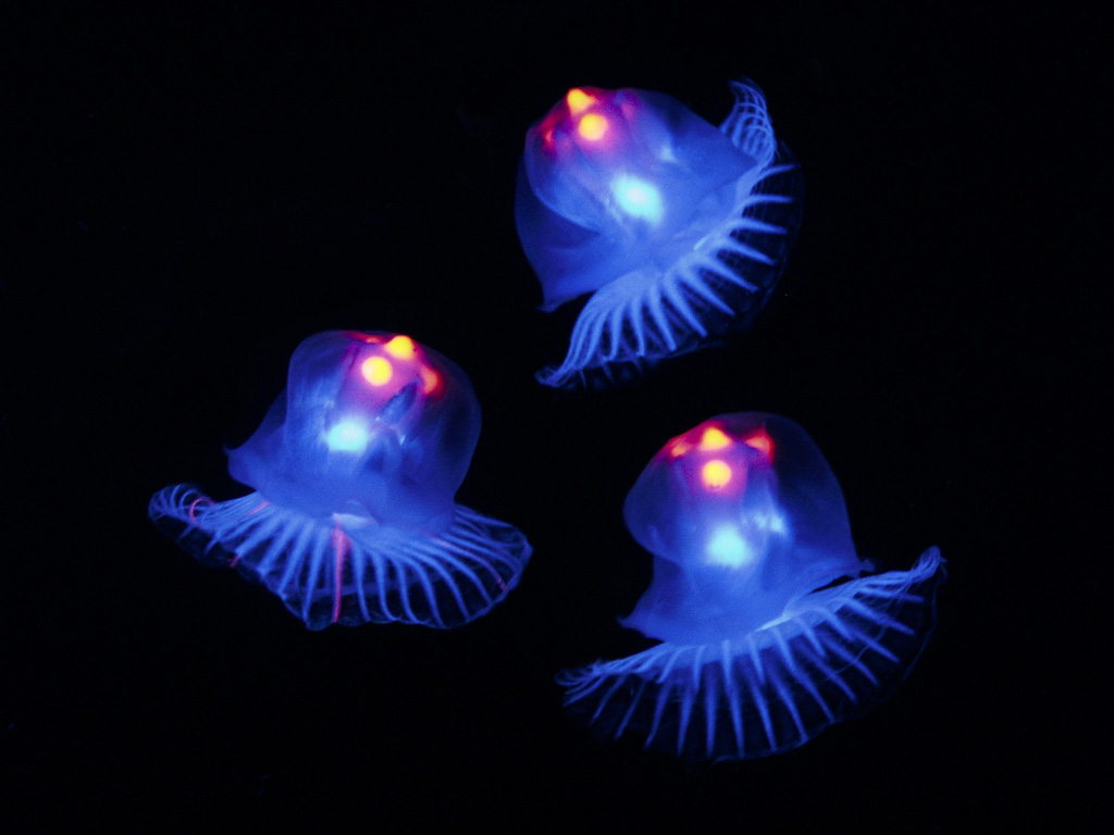 neon クリックで拡大 neon