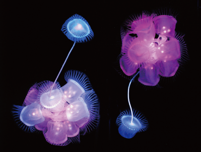 生命の捏造展　＜Gallery浮遊代理店＞